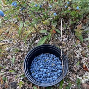 wild blueberries in smoothies